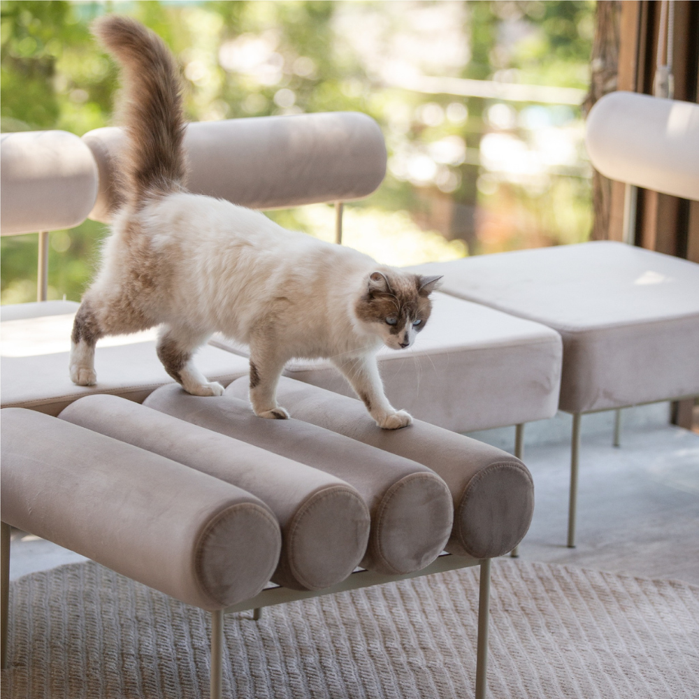 O segredo para unir conforto e manter a casa elegante com pets no sofá!