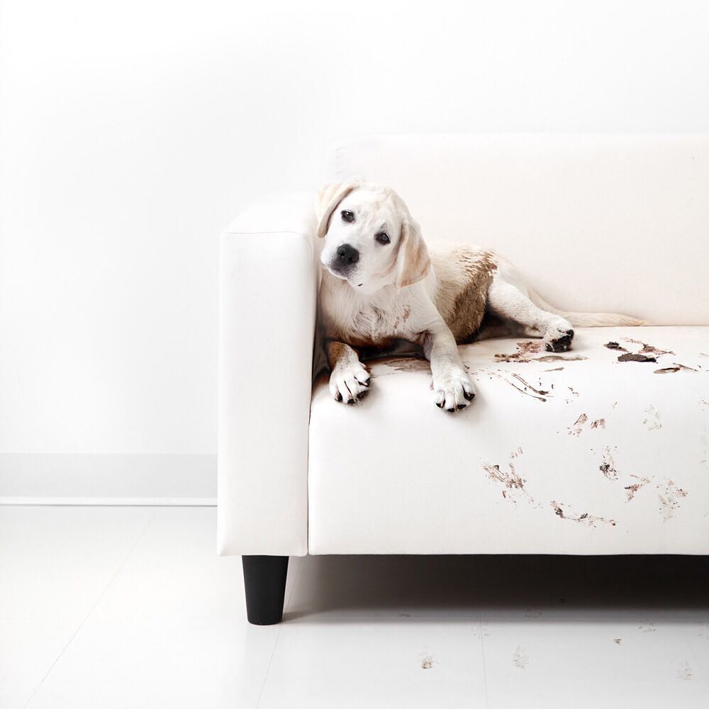 Meu cachorro sujou o sofá como devo limpas?