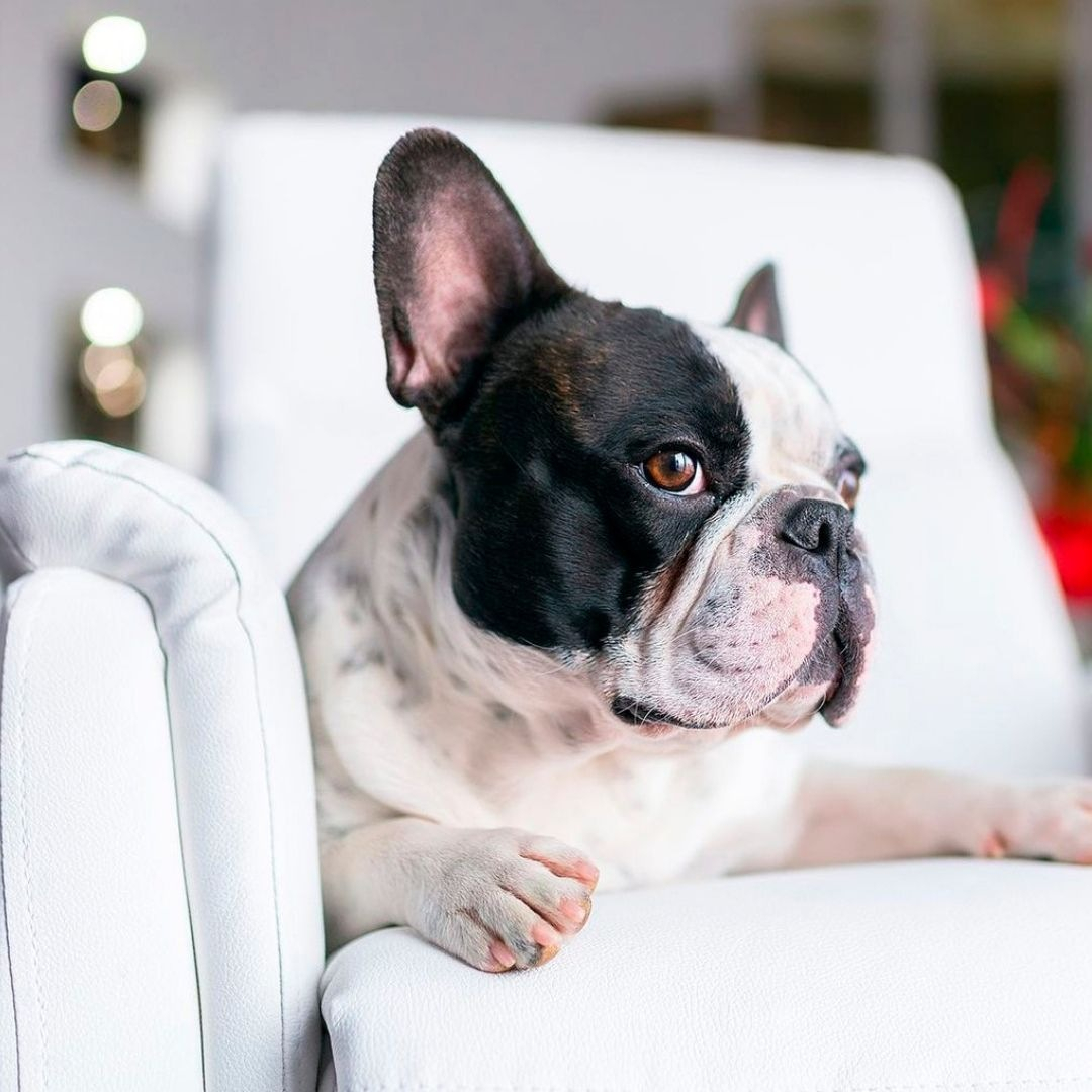 Criança e pet juntos em sofá com tecido Pet Friendly