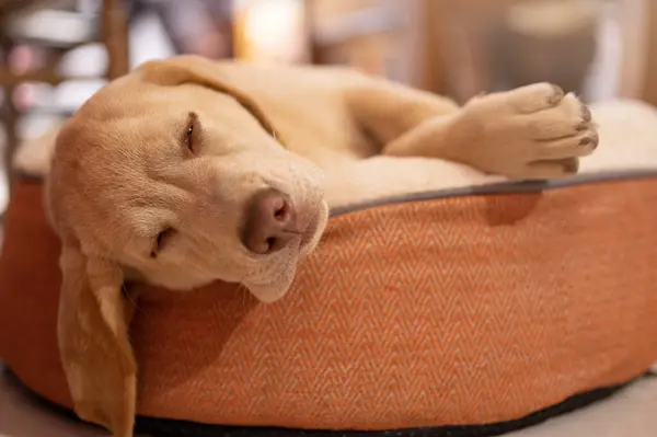 Quer saber qual o melhor tecido para capa de sofá para cachorro